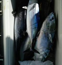 長栄丸(静岡) 釣果