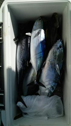 長栄丸(静岡) 釣果