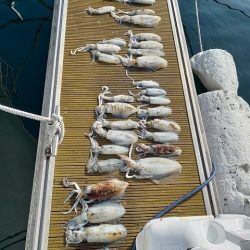 フィッシングボートACE(エース) 釣果