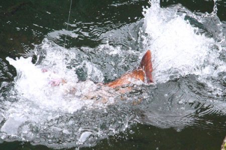 小菅トラウトガーデン 釣果