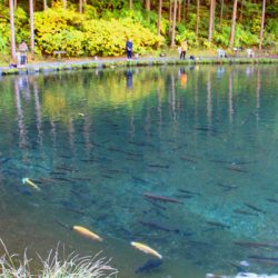 小菅トラウトガーデン 釣果