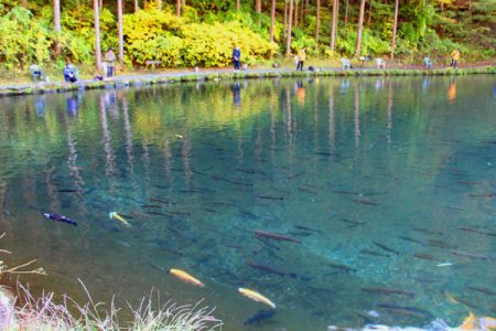 小菅トラウトガーデン 釣果