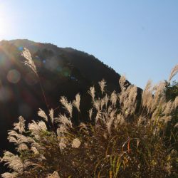 小菅トラウトガーデン 釣果