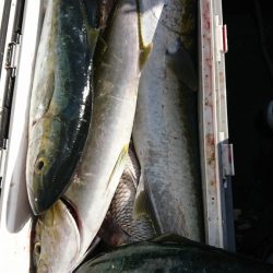 海龍丸(福岡) 釣果