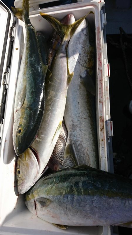 海龍丸(福岡) 釣果