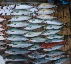 優誠丸 釣果