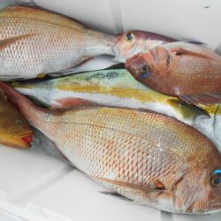 こうゆう丸 釣果