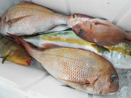 こうゆう丸 釣果