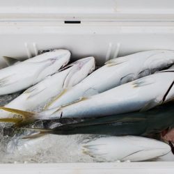 遊漁船 ニライカナイ 釣果