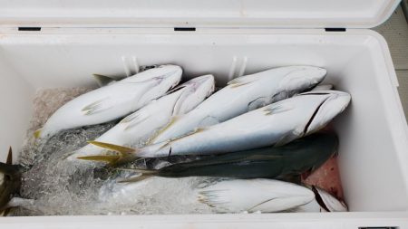 遊漁船 ニライカナイ 釣果