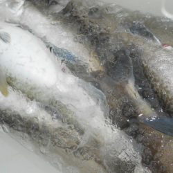 こうゆう丸 釣果