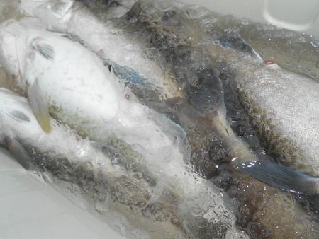 こうゆう丸 釣果