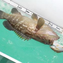 第二むつ漁丸 釣果