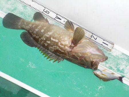 第二むつ漁丸 釣果