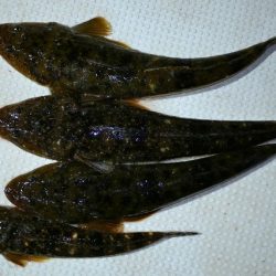 TOPGUN名古屋 釣果