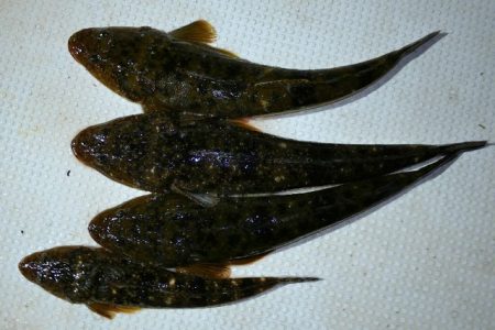 TOPGUN名古屋 釣果