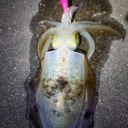 ちょこっとエギング