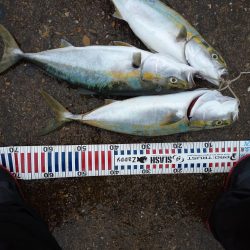 雨の中青物狙い!!