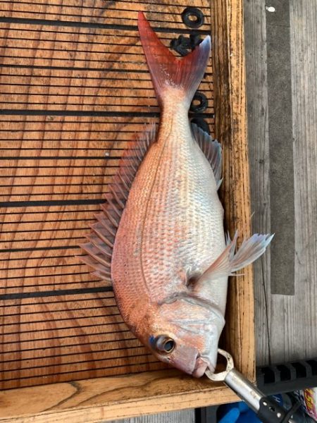 幸吉丸 釣果
