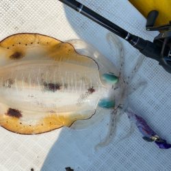 「LaGooN」蒼陽丸 日和号　 釣果