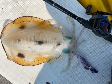 「LaGooN」蒼陽丸 日和号　 釣果