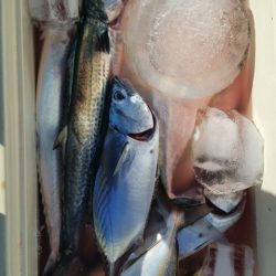 第五慶門丸 釣果