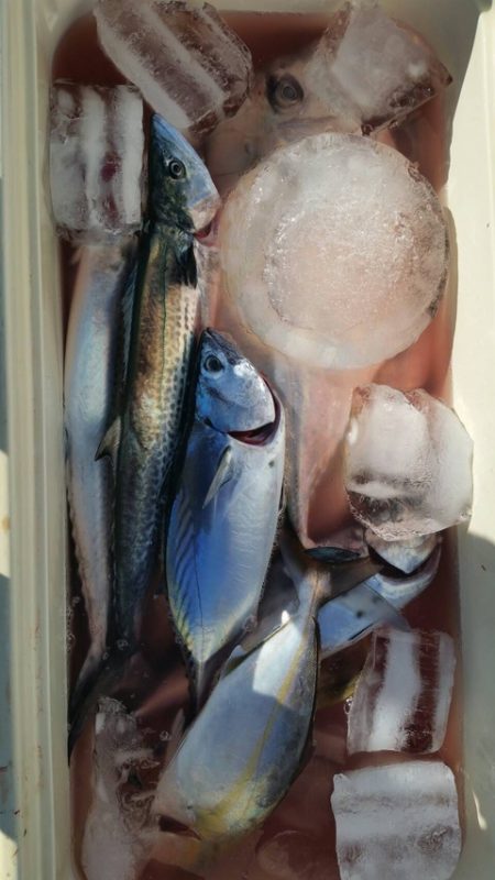 第五慶門丸 釣果