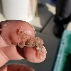 遊漁船 ニライカナイ 釣果