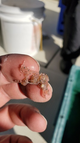 遊漁船 ニライカナイ 釣果