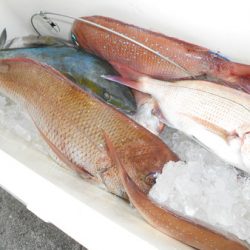 こうゆう丸 釣果