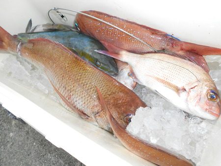 こうゆう丸 釣果