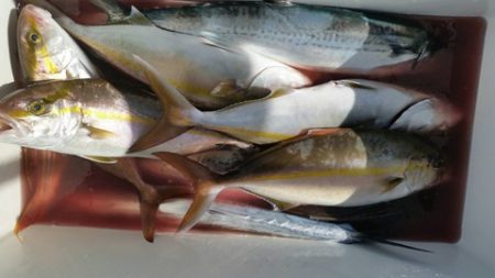 第五慶門丸 釣果