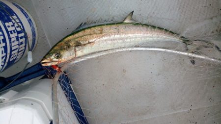 弘福丸 釣果