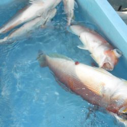 こうゆう丸 釣果