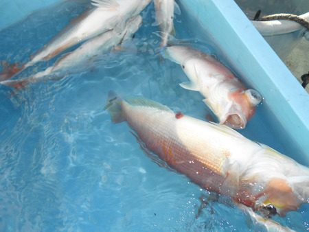 こうゆう丸 釣果