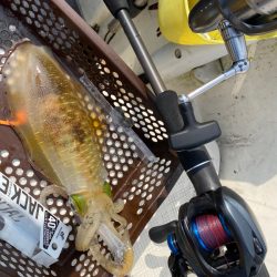 「LaGooN」蒼陽丸 日和号　 釣果