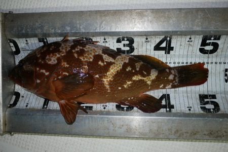 TOPGUN名古屋 釣果