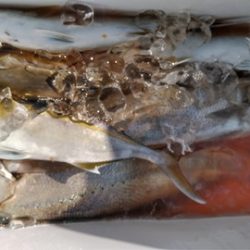 遊漁船 新鋭丸 釣果