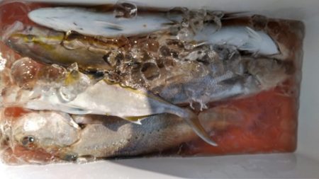 遊漁船 新鋭丸 釣果