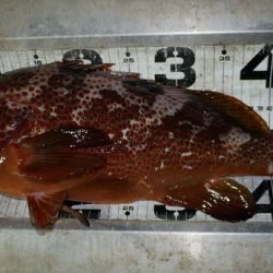 TOPGUN名古屋 釣果