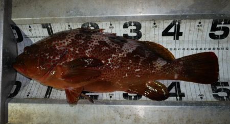 TOPGUN名古屋 釣果