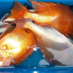 第二むつ漁丸 釣果