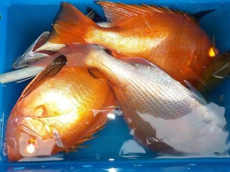 第二むつ漁丸 釣果