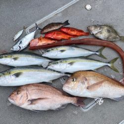 へいみつ丸 釣果