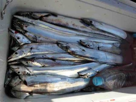 遊漁船 セトマリン 釣果