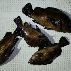 TOPGUN名古屋 釣果