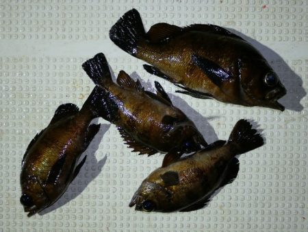 TOPGUN名古屋 釣果