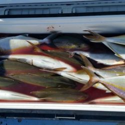 第五慶門丸 釣果