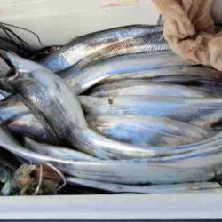 遊漁船 セトマリン 釣果