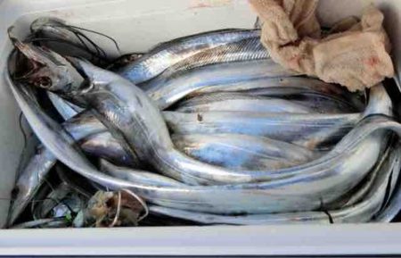 遊漁船 セトマリン 釣果